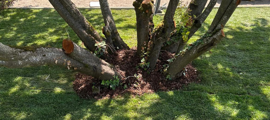Jardin Bonnevoie